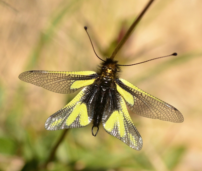 Neurottero francese:  Libelloides coccajus